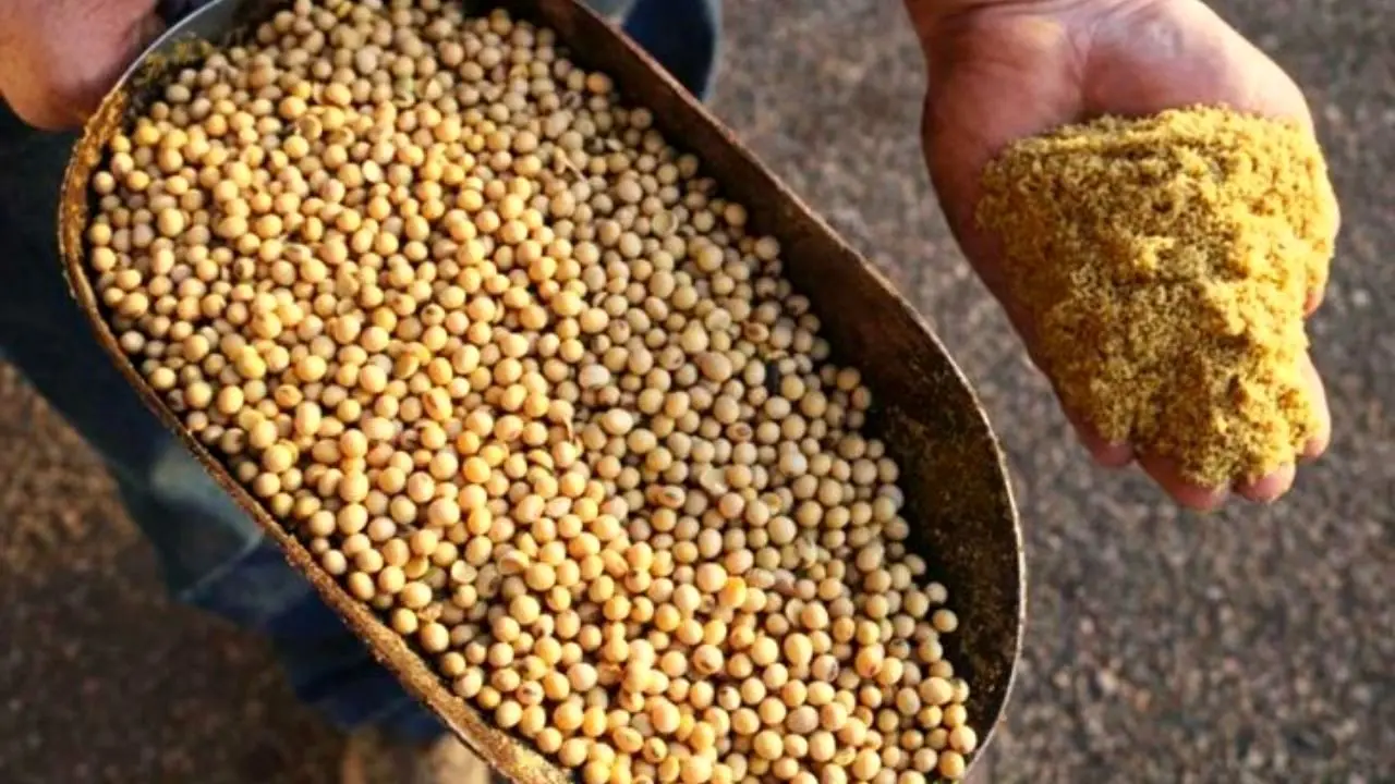 واردات 300 هزار تن دانه روغنی توسط شرکت بازرگانی دولتی ایران