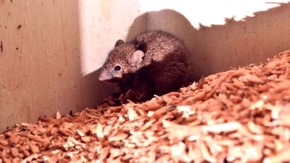 دور دنیا| تخلیه زندانی در استرالیا به خاطر موش‌ها