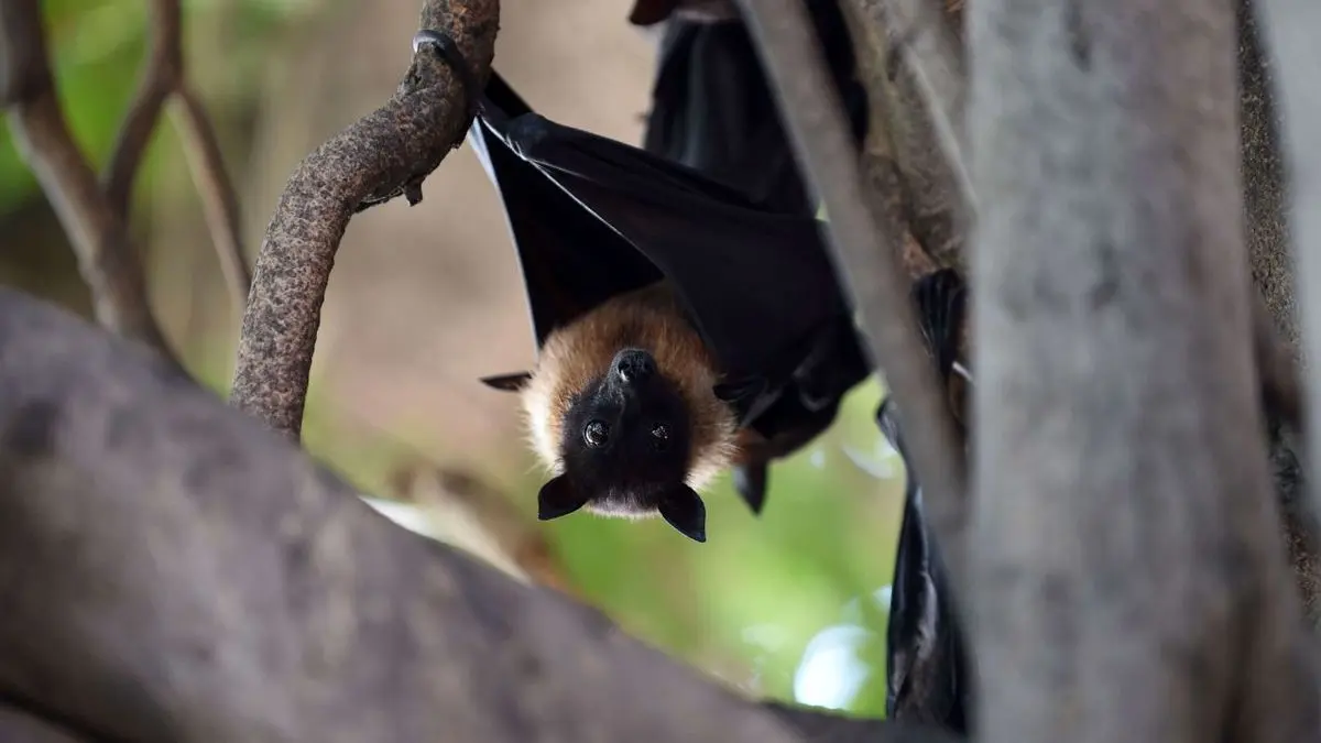 درباره خفاش‌ها بیشتر بدانید