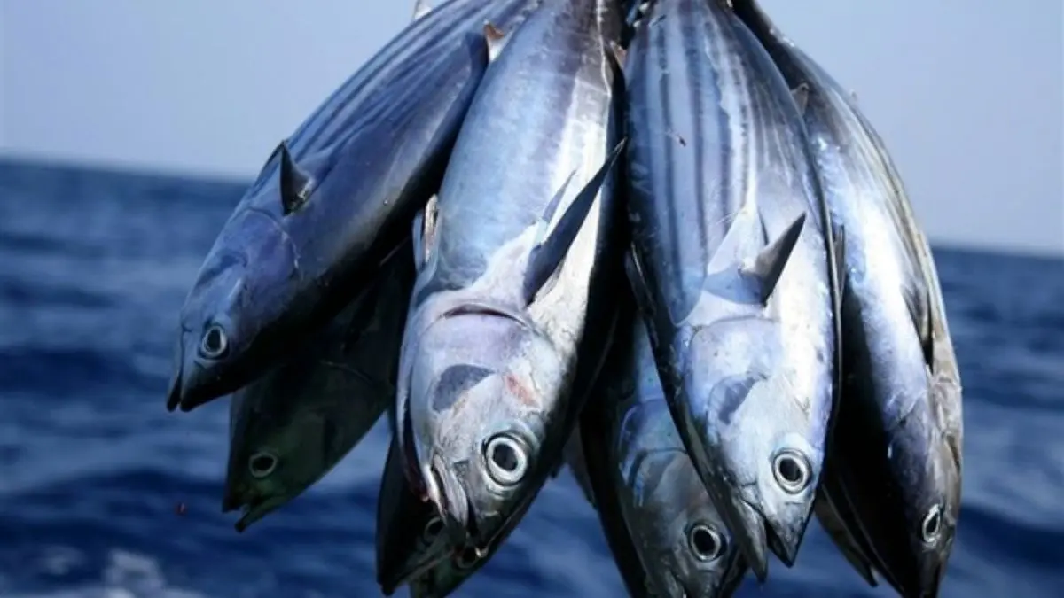 افزایش 80 درصدی قیمت ماهی/ خرید برای مصرف‌کنندگان دشوار شده است/ نرخ انواع ماهی اعلام شد