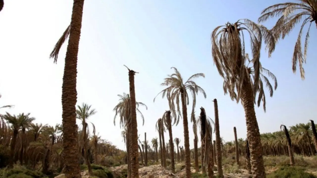 40 درصد از نخل‌های خوزستان به علت کمبود آب از بین رفته‌اند