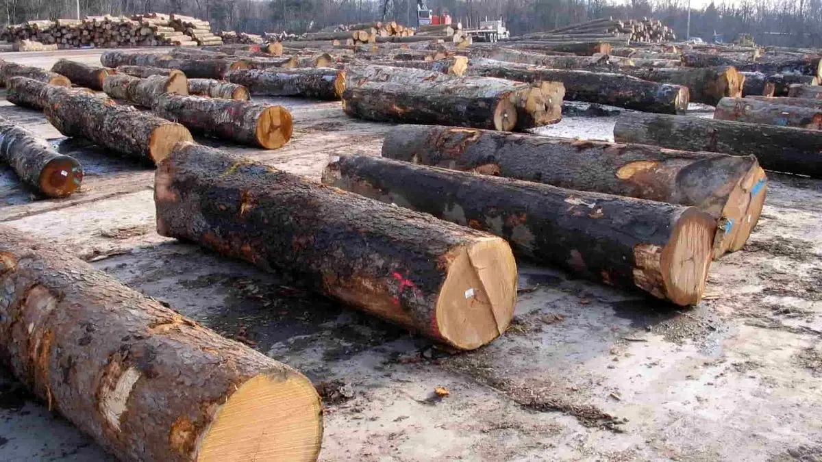 کشف 4 تُن چوب قاچاق در تاکستان