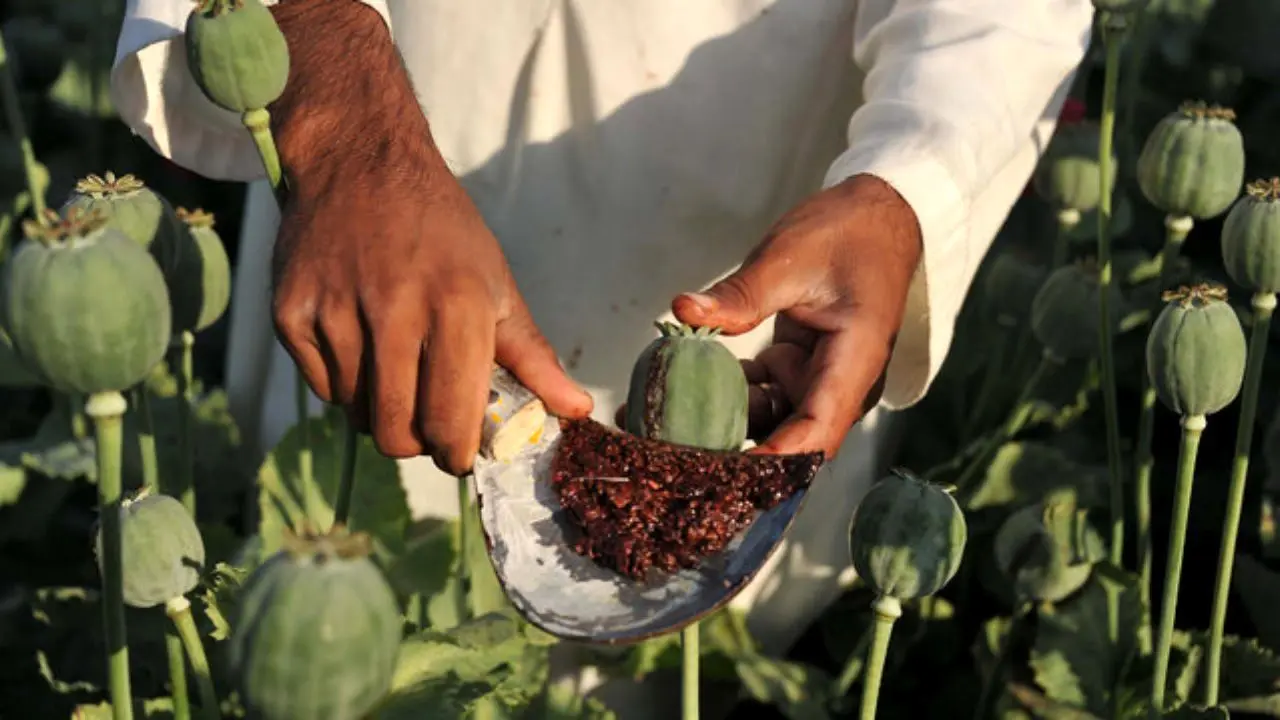 رشد کشت و تجارت تریاک در افغانستان، با روی کار آمدن طالبان
