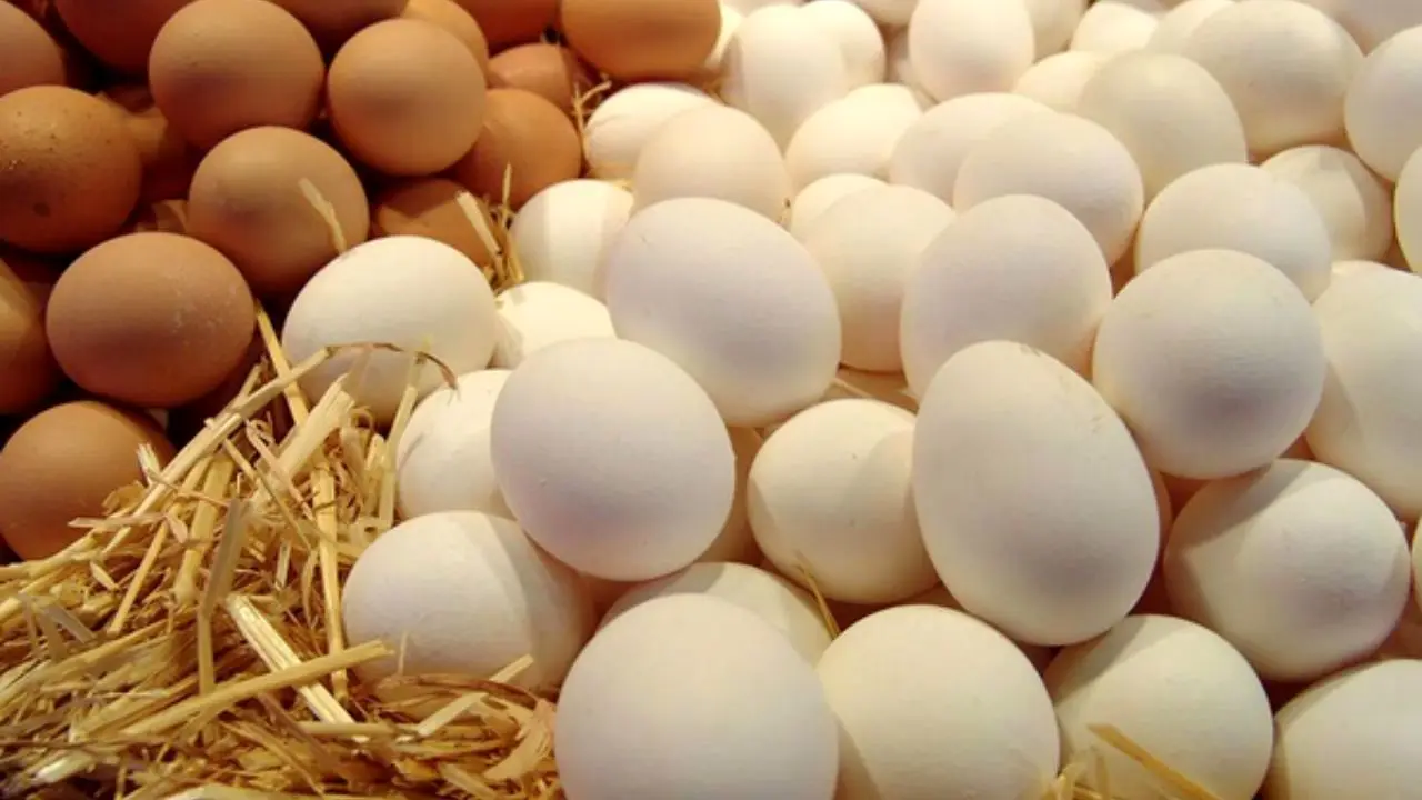 قیمت تخم مرغ به زیر نرخ مصوب رسید / نیازی به واردات نداریم / تولید داخلی در خطر است