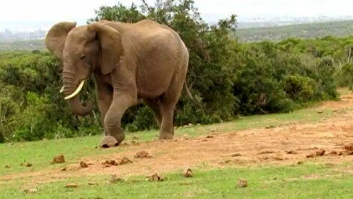 فیل عصبانی بازدیدکنندگان پارک را تنبیه کرد