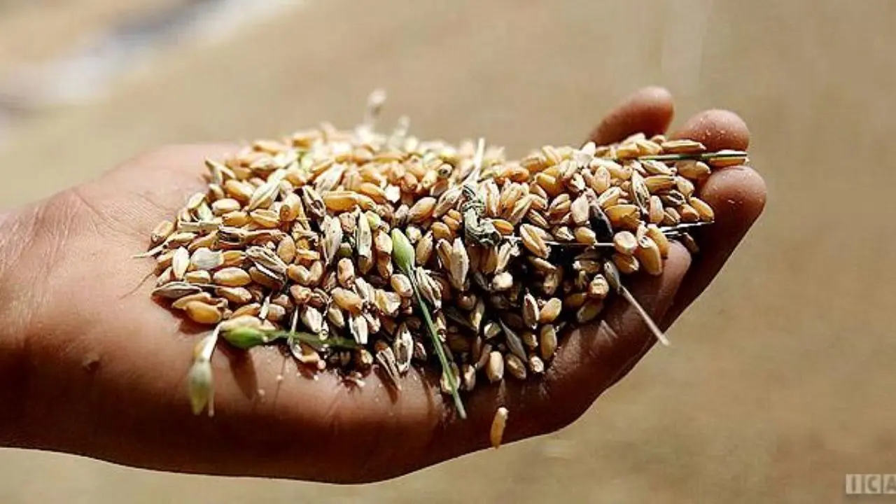 کاهش 13 دلاری قیمت گندم در بازارهای جهانی