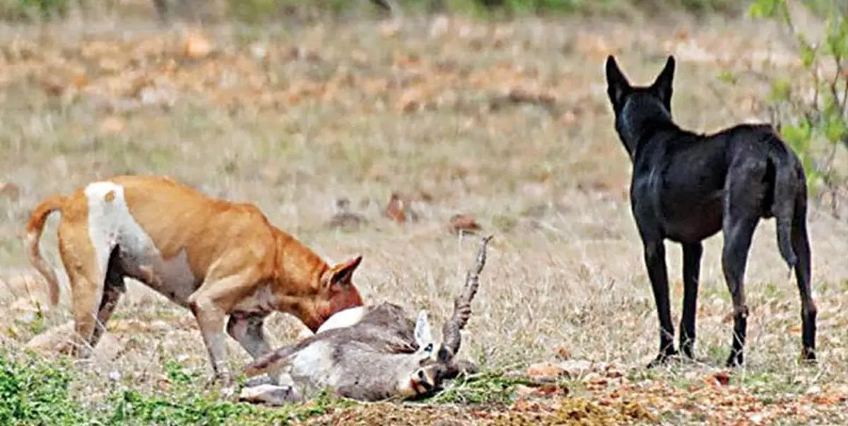 سگ‌های ولگرد، تهدیدی بزرگ برای پارک‌های حفاظت شده هستند