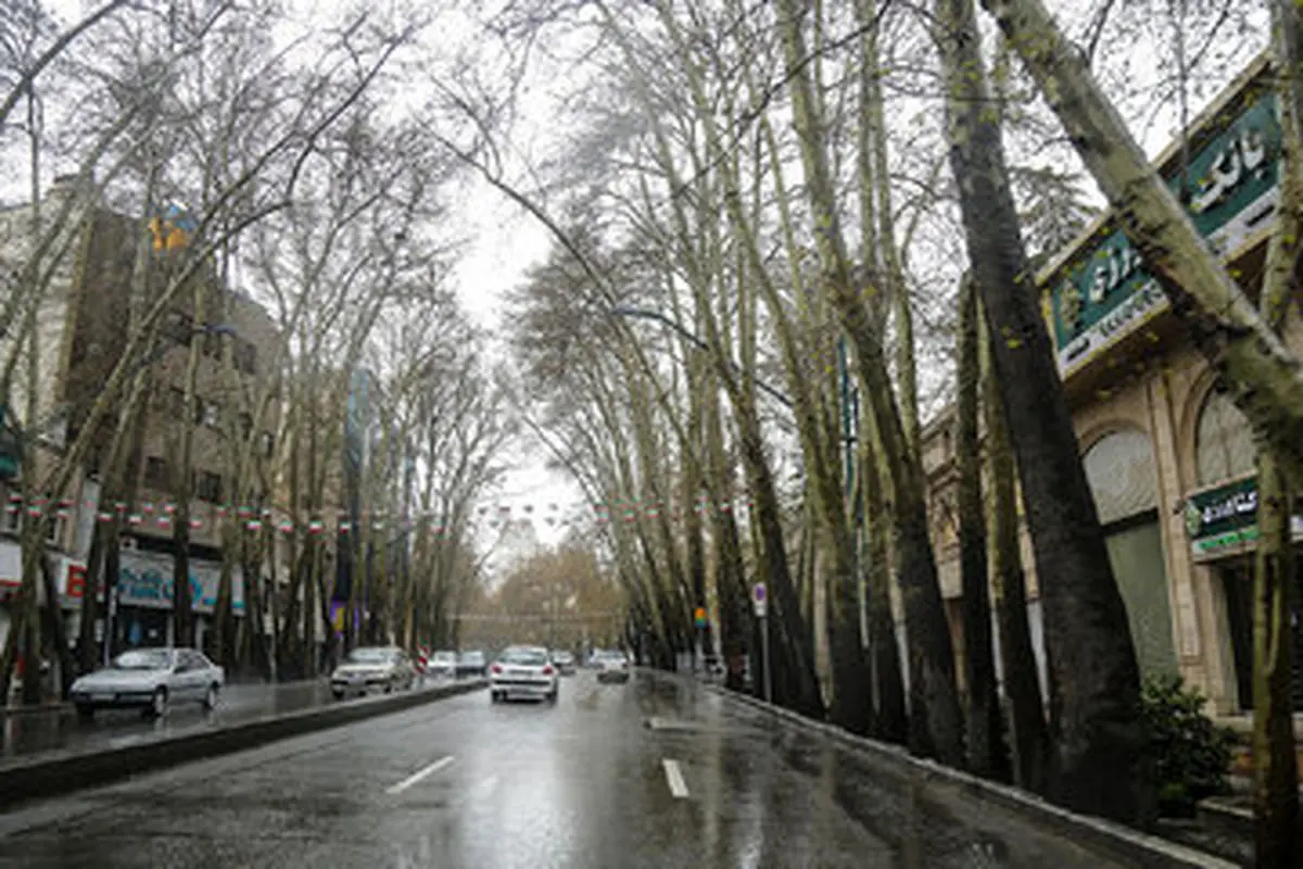 بلایی که زاکانی بر سر درختان خیابان ولیعصر آورد+عکس
