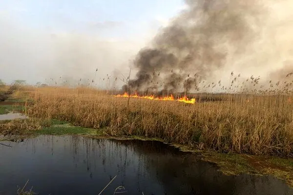 مهار کامل آتش سوزی در تالاب انزلی/ شناسایی عامل انسانی