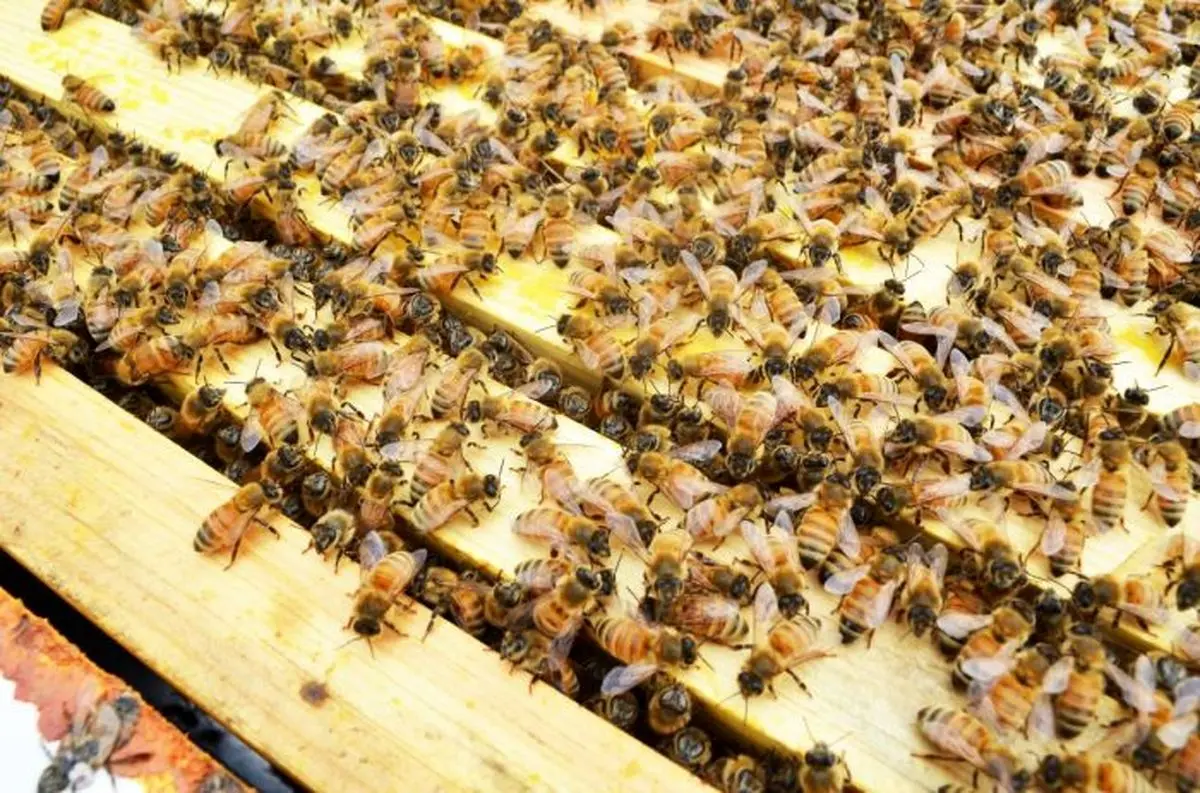 زنبورهای گرسنه به یک روستا در عراق حمله کردند!