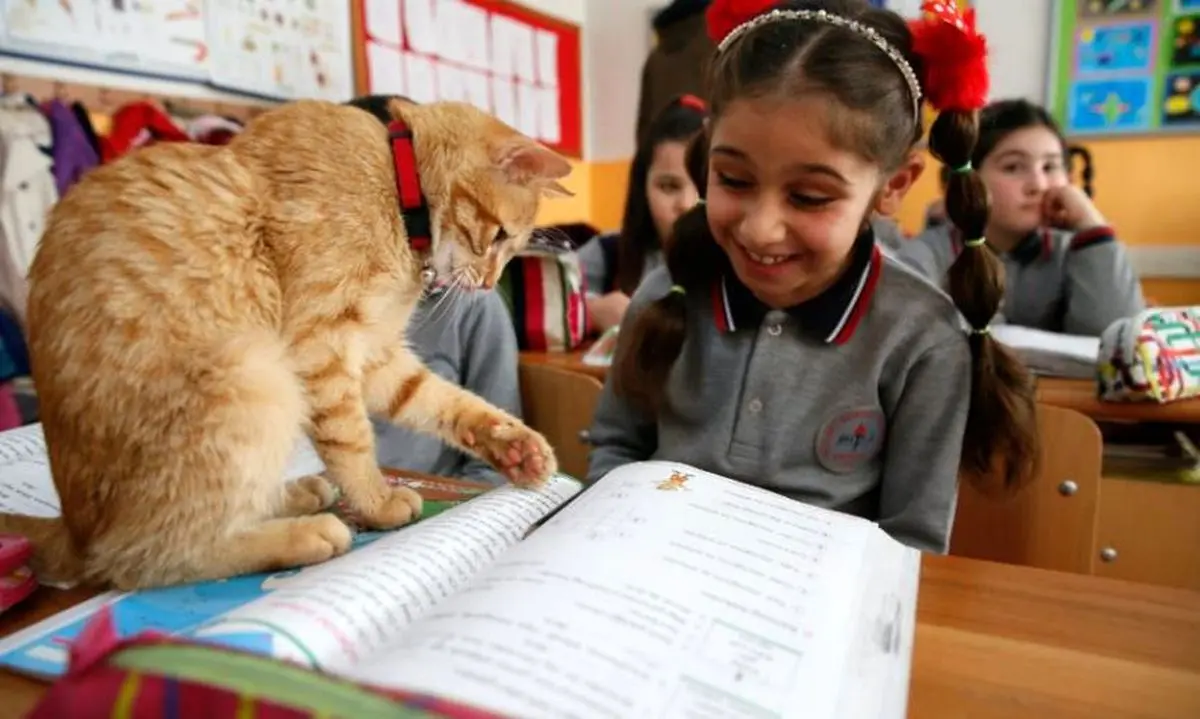 دستور عجیب آموزش و پرورش ازمیر ترکیه؛ یک گربه‌ اجازه حضور در کلاس درس را دریافت کرد+ عکس