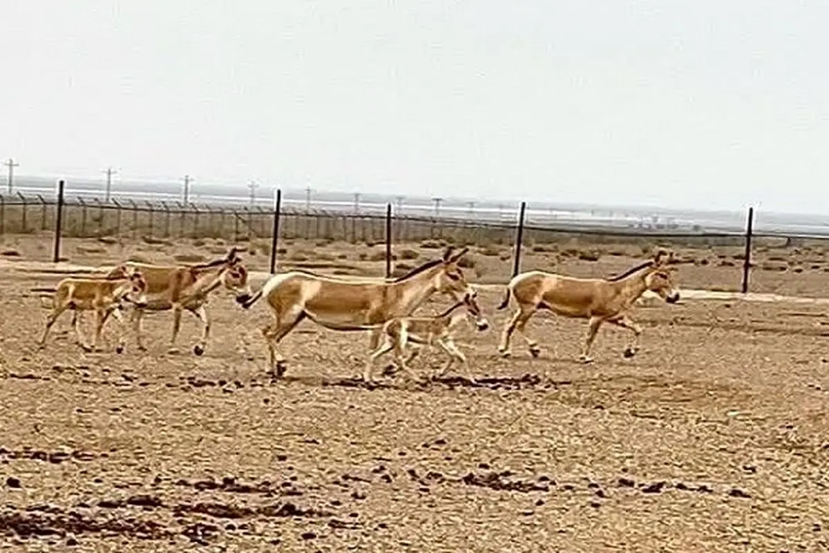 گورخرهای پنج‌ انگشت دوباره به دشت‌های ایران بازگشتند