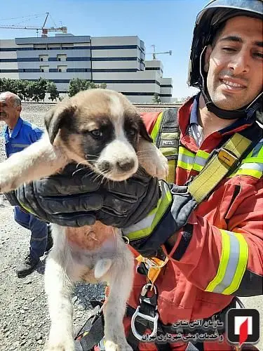 عکس‌هایی از عملیات نجات سگ بازیگوش از چاه 5 متری