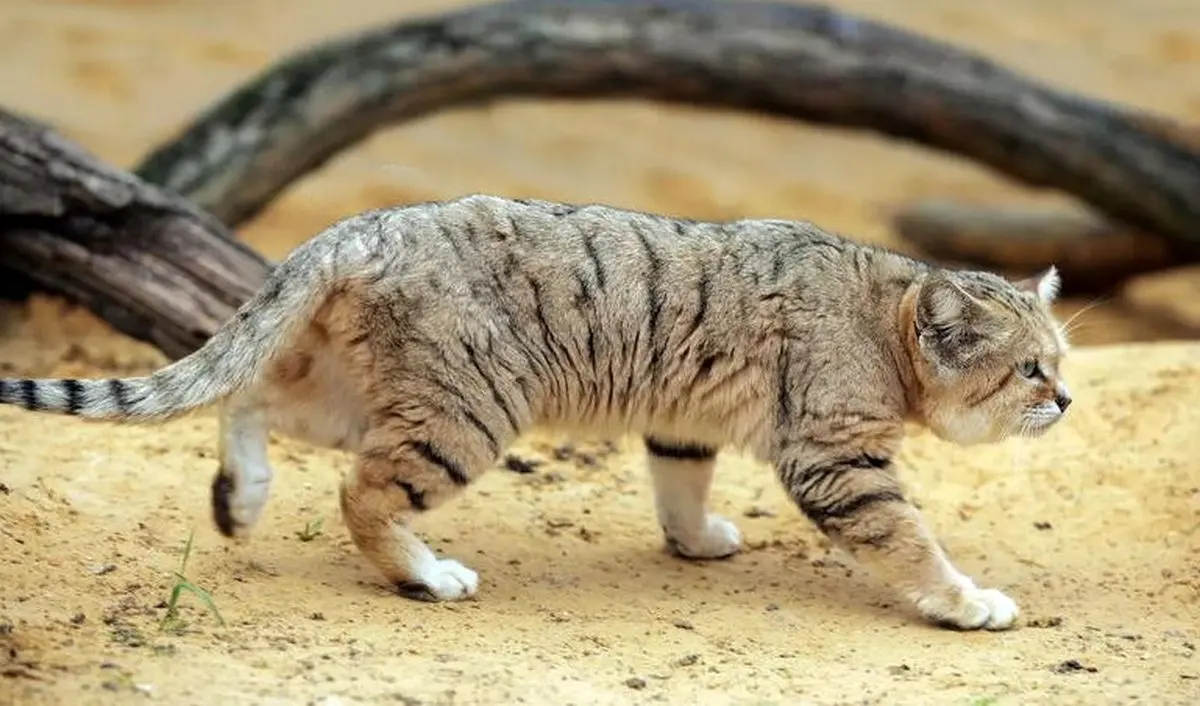 ببینید| جدیدترین تصویر از یک گربه شنی خراسان 