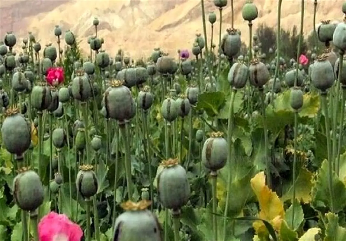 مدیرکل حقوقی ستاد مبارزه با موادمخدر: مجازات شدید و تلخی در انتظار کشت غیرقانونی خشخاش است