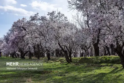 شکوفه‌های بهاری شهر سامان