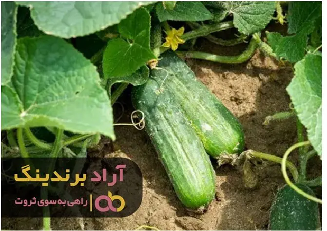 فواید هیدراتاسیون خیار برای بدن