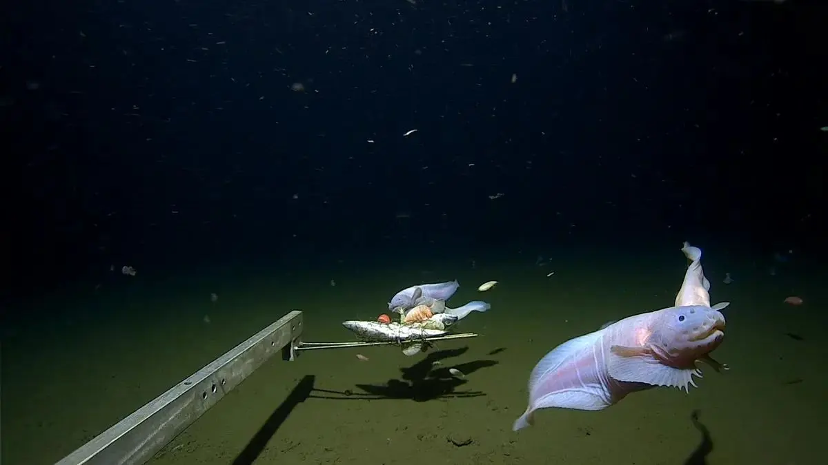 ببینید| «عمیق‌ترین تصویر» ثبت شده از زیر دریا
