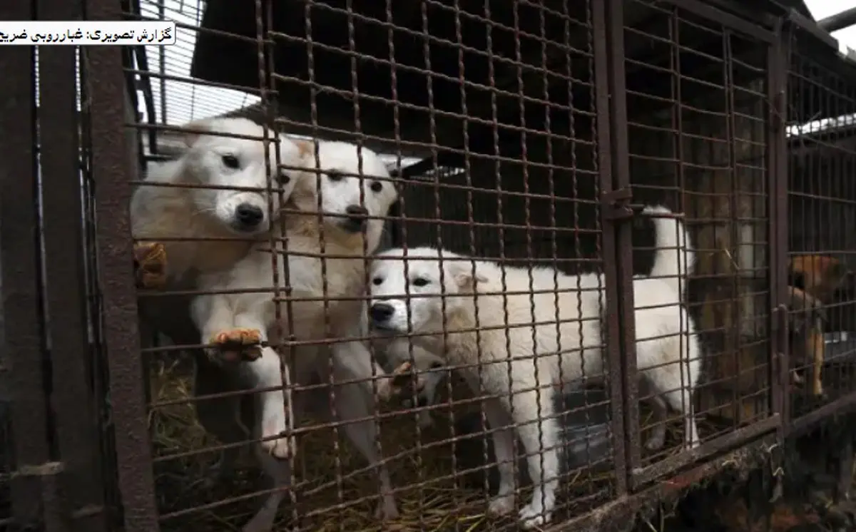خوردن سگ در کره جنوبی ممنوع می‌شود