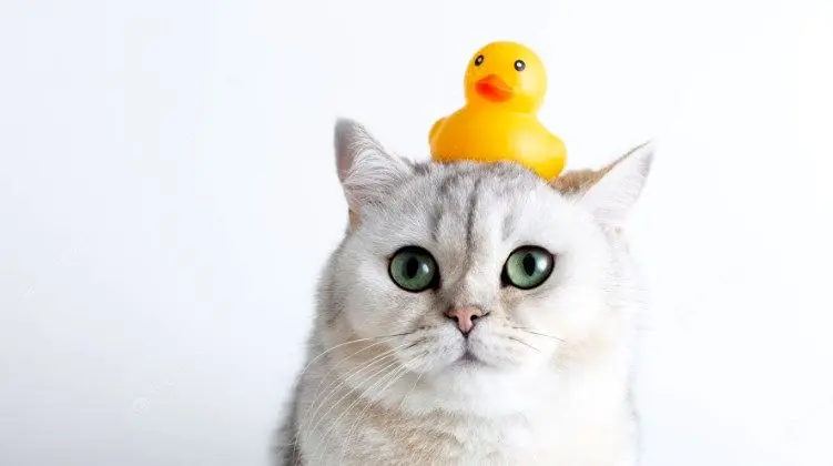 ببینید این گربه چگونه حال اردک پررو را می‌گیرد+ ویدئو