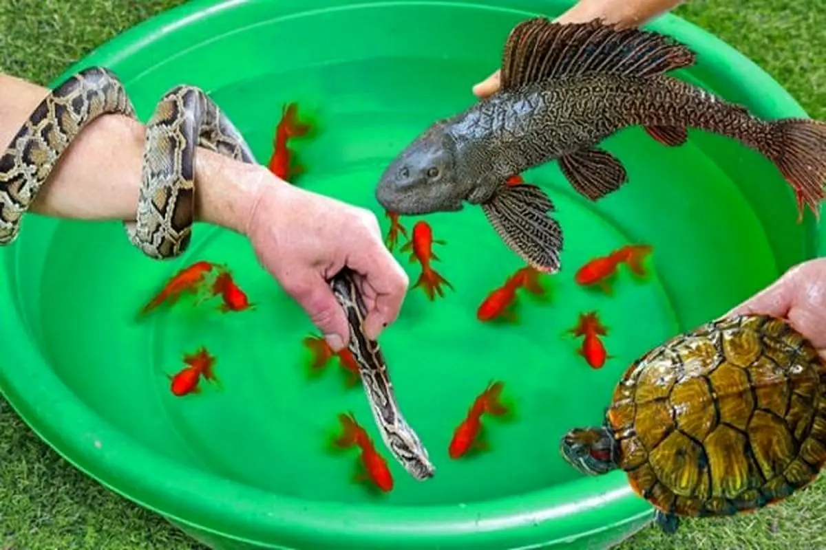 فروش لاک‌پشت، مارماهی و سمندر ممنوع