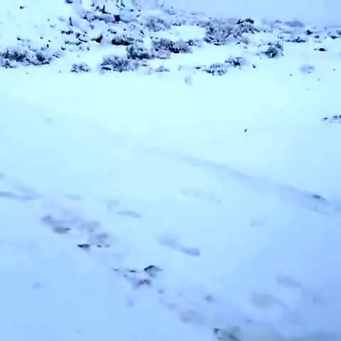 ویدئو| بارش برف سنگین در عربستان!
