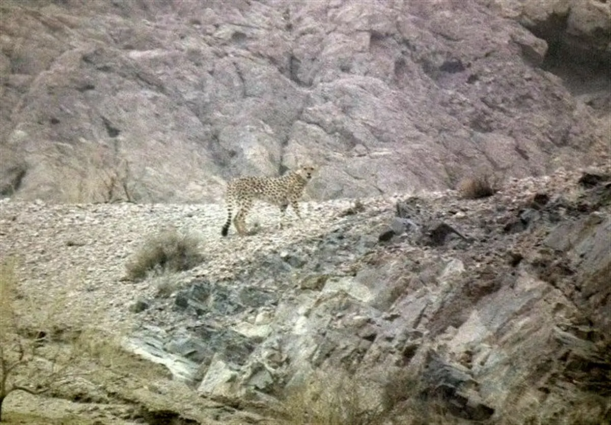 مشاهده یوزپلنگ ایرانی در یزد پس از ۶ سال