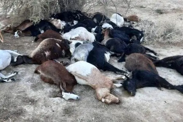 یک چوپان و 100 راس گوسفند بر اثر خفگی جان باختند