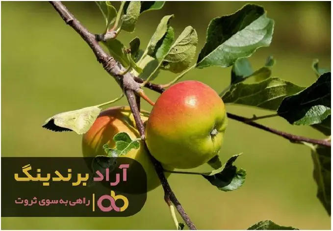سیب درختی اشنویه به شمال ایران صادر شد