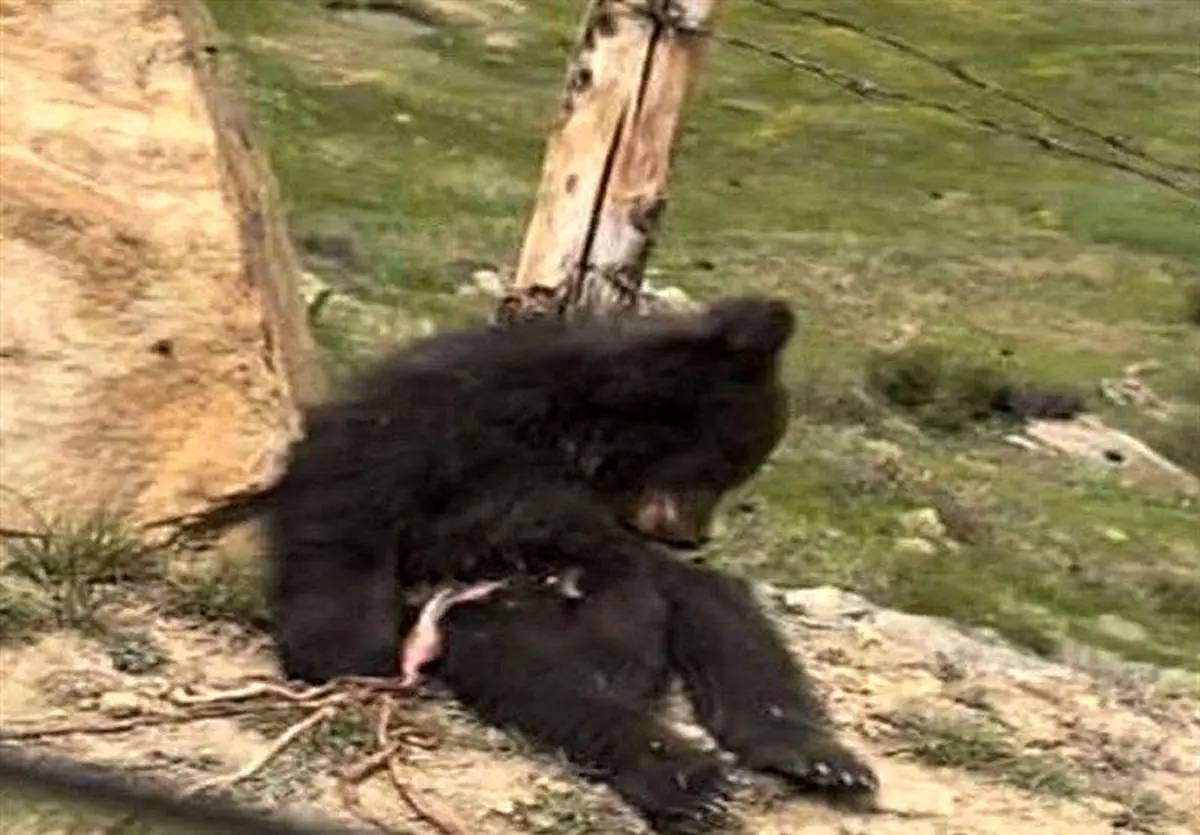 کشتار خرس‌ها در ایران/ ۶۶ مورد خرس‌کشی در دهه گذشته