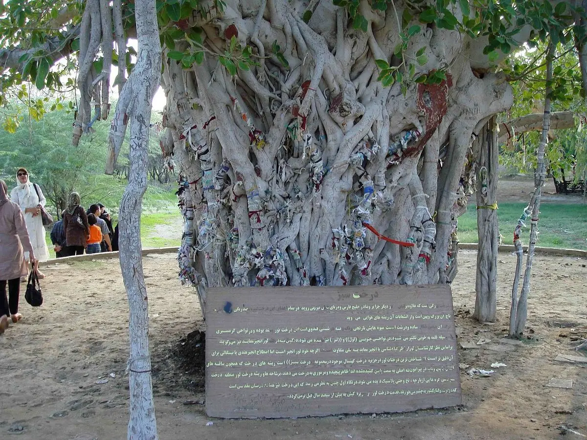 درخت  ۵۰۰ ساله کیش از بین رفت؛ انجیر معابد نابود شد + عکس