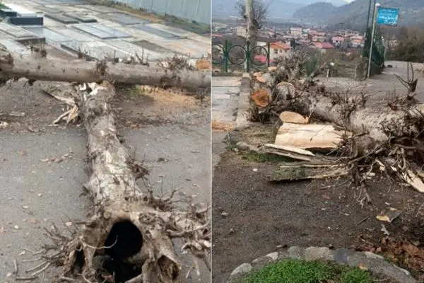 گزارش روزنامه اعتماد از قطع درختان امامزاده رشت / متولی بارگاه امامزاده هاشم: یکی از ۱۰ دلیل قطع درختان گسترش فضای حرم بود