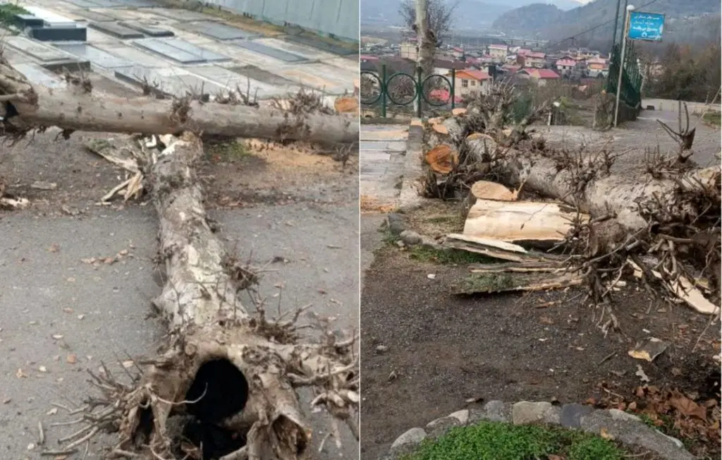 درخت،درختان،قطع،امامزاده،مجوز،هاشم،محوطه،محلي،طبيعي،منابع،رو ...