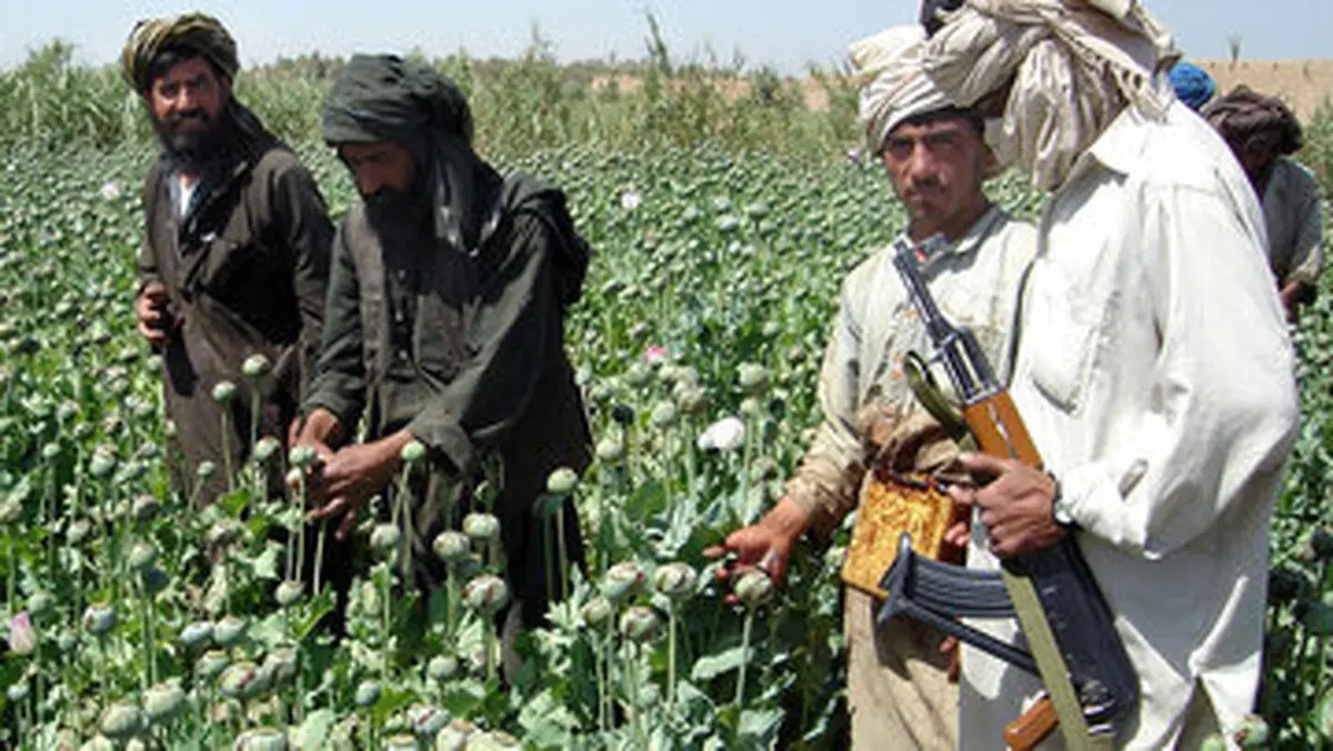 ادعای طالبان درباره کاهش کشت خشخاش چقدر صحت دارد؟ 