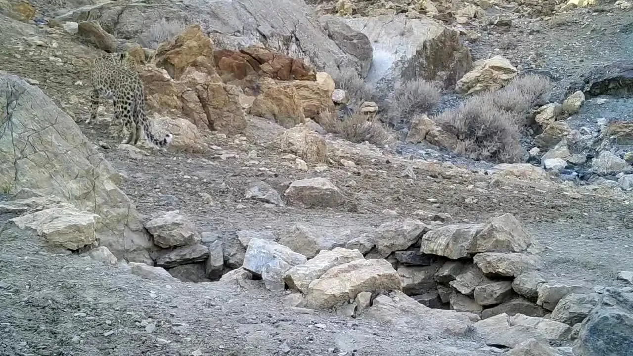 ببینید | ثبت تصویر پلنگ ایرانی برای نخستین‌بار در پارک ملی قطرویه