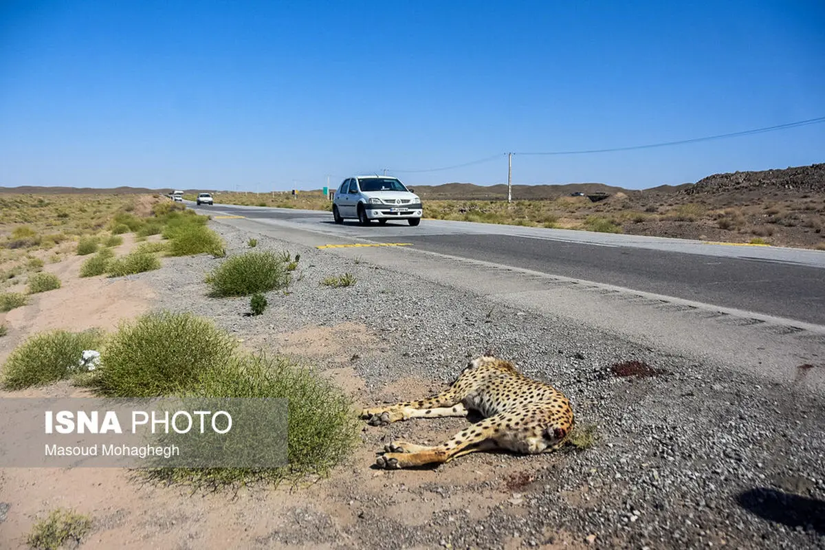 کاهش سرعت مجاز جاده عباس آباد برای حفاظت از یوزپلنگ ایرانی