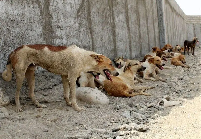 تعداد سگ‌های بدون صاحب در استان تهران بیش از ۴۰۰ هزار قلاده است!