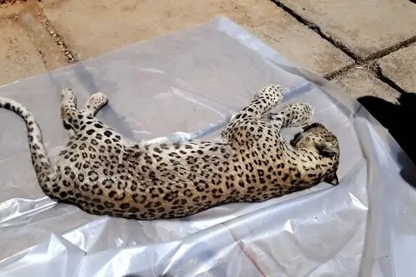 تلف‌شدن پلنگ ایرانی در منطقه حفاظت‌شده طارم سفلی بر اثر شلیک گلوله