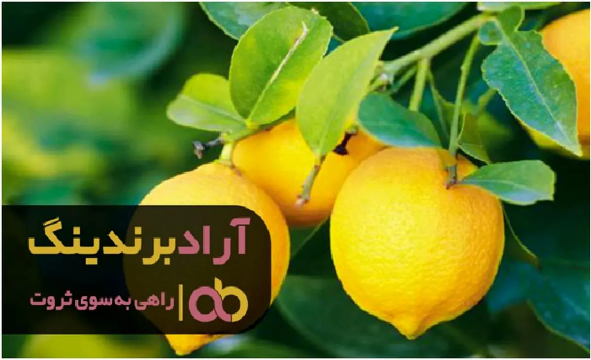 قیمت گذاری لیمو ترش شیرازی بر چه اساسی انجام می شود؟