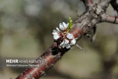شکوفه‌های بهاری شهر سامان