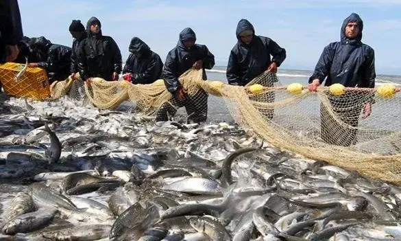امسال بیش از ۴۰ هزار کیلوگرم انواع ماهی در کیش توقیف شد