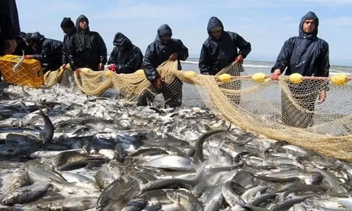 صید ۱۳۸۸ تن ماهی در دریای مازندران