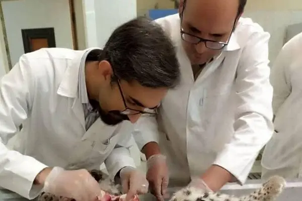 علت مرگ توله پلنگ‌های پارک ملی کرمان اعلام شد
