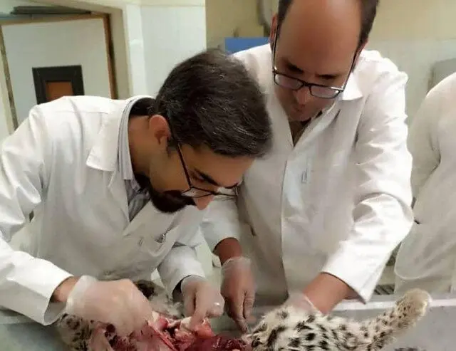 علت مرگ توله پلنگ‌های پارک ملی کرمان اعلام شد
