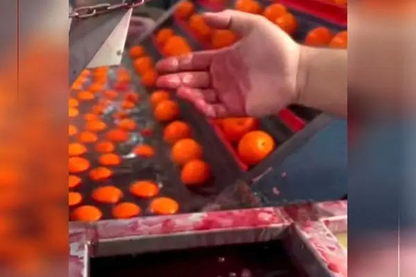 واکنش سازمان غذا و دارو به رنگ کردن پرتقال‌ها