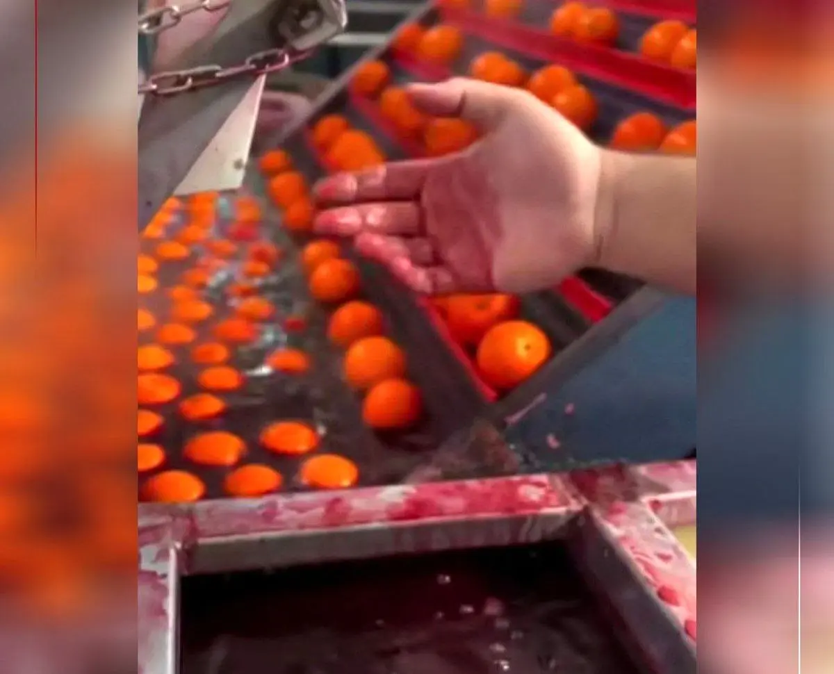 واکنش سازمان غذا و دارو به رنگ کردن پرتقال‌ها