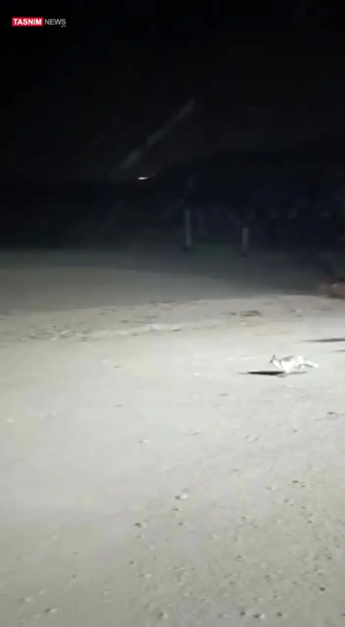 ببینید| بارش نخستین برف پاییزی در تهران