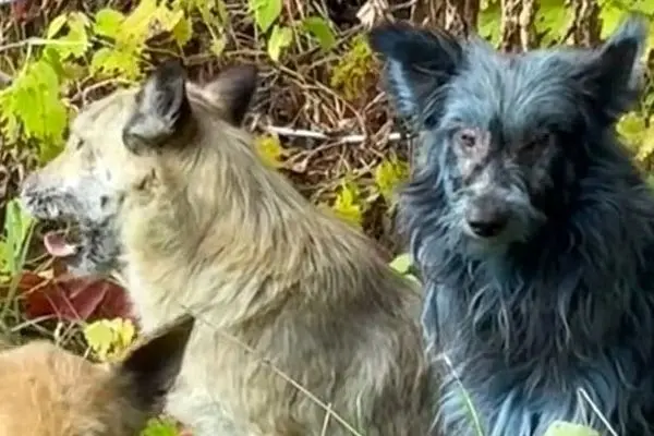 سگ‌های نیروگاه هسته‌ای چرنوبیل آبی‌رنگ شدند!