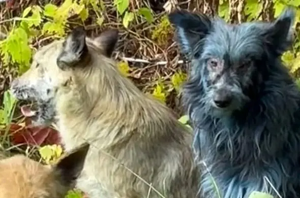 چرنوبيل،آبي،سگ،زندگي،خز،اوكراين