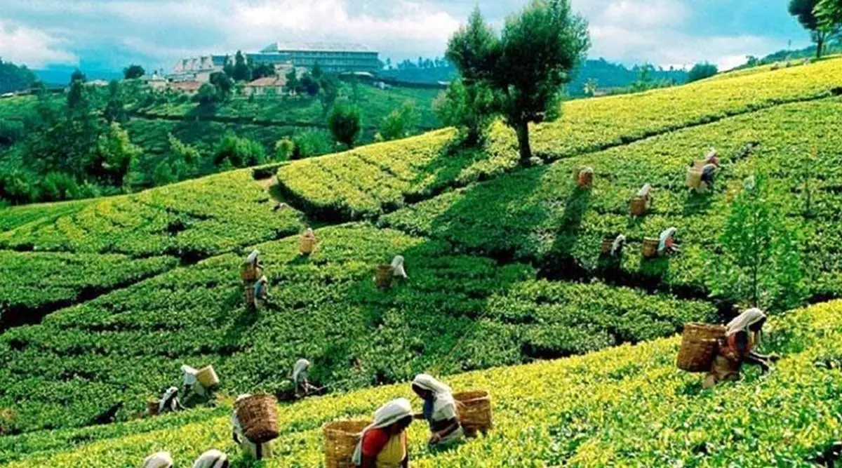 سیاست دولت باعث تولید چای درجه دو می‌شود